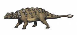Ankylosaurus Stegosaurus Hadrosaurus Pachycephalosaurus Dinosaur ...