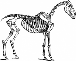 Dinosaur Skeleton Clip Art | Clipart Panda - Free Clipart Images