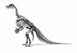 Free Png Download Tyrannosaurus Fossil Skeleton Png ...