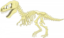 Dinosaur Bone Cartoon Clip art - dinosaur fossil 800*474 transprent ...