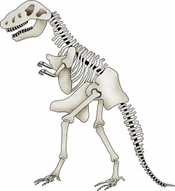Tyrannosaurus Spinosaurus Skeleton Dinosaur Clip art - Cartoon ...
