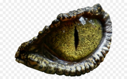 Eye Cartoon clipart - Dinosaur, Eye, transparent clip art