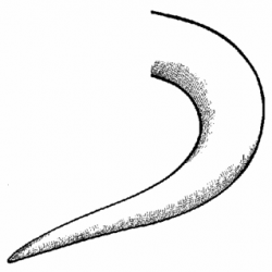 Dinosaur tail clipart - Clip Art Library