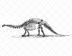 Dinosaur Skeleton Illustration | Vintage Drawing | Antique ...