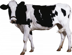 female black white cow standing png - Free PNG Images | TOPpng
