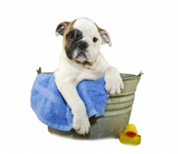 Dog Bath PNG Transparent Dog Bath.PNG Images. | PlusPNG