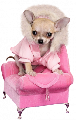chiens,dog,puppies,wallpapers | Lovely Pink | Pinterest | Dog and Animal