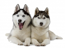 28+ Collection of Husky Clipart Transparent | High quality, free ...