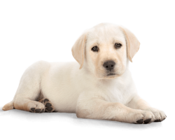 Puppy Dog Labrador transparent PNG - StickPNG