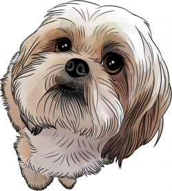 28+ Collection of Shih Tzu Cartoon Drawing | High quality, free ...