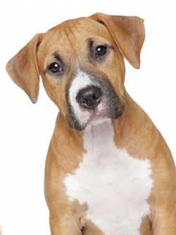 Dogs PNG Icon | Web Icons PNG