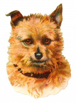 Antique Images: Dog Australian Terrier Vintage Animal Portrait Clip ...