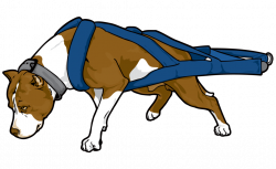 American Pit Bull Terrier American Bully Puppy Clip art - Teenage ...