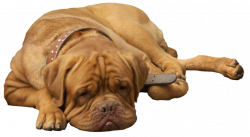 English Bulldog PNG Clip Art - Best WEB Clipart