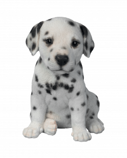 Dalmatian Puppy transparent PNG - StickPNG