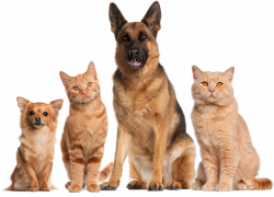 Cat And Dog PNG No Background Transparent Cat And Dog No Background ...