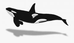 Dolphins Clipart Animal Sea Nz - Killer Whale Top View ...