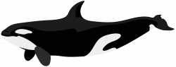 Killer whale Dolphin Clip art - Orca PNG Clip Art Image 8000*3071 ...