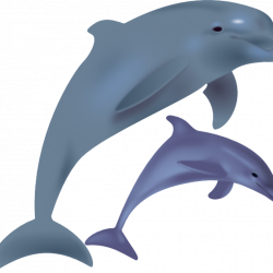 Dolphin Clipart For Kids at GetDrawings.com | Free for personal use ...