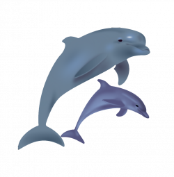 Bottlenose dolphin Clip art - Cartoon dolphins jump 1024*1045 ...