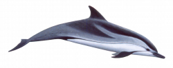 Cute swimming Dolphin PNG Image - PurePNG | Free transparent CC0 PNG ...