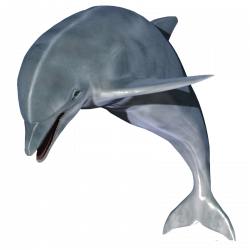 Dolphin Clip art - Jumping dolphins 800*800 transprent Png Free ...