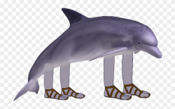 Bottlenose Dolphin Clipart Copyright Free - Dolphin With ...