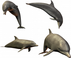 Dolphin PNG image free download