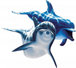 Dolphin PNG Transparent Images Free Download Clip Art - carwad.net