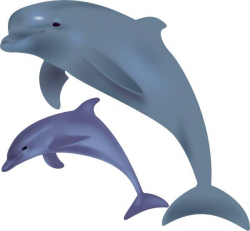 Bottlenose Dolphin Clipart | Free download best Bottlenose ...