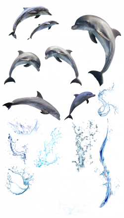 splash dolphins water sea sealife ocean...