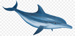 Common Bottlenose Dolphin Clip Art - Dol #71547 - PNG Images ...
