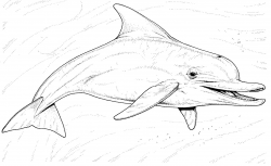 Dolphins Clipart dolphin tale 21 - 1511 X 928 Free Clip Art ...
