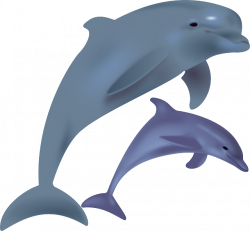 Free photo Sea Animal Dolphin Marine Smart - Max Pixel