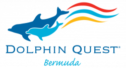Trainer for a Day | Dolphin Quest Bermuda