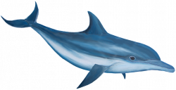 Bottlenose Dolphin Clipart