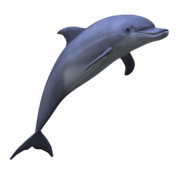 Sea Animals transparent PNG images - StickPNG