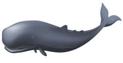 Dolphin Front View transparent PNG - StickPNG