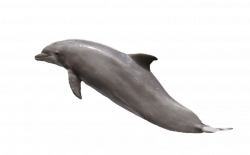 Dolphin Jumping transparent PNG - StickPNG