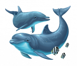 Free Dolphin PNG Transparent Images, Download Free Clip Art ...