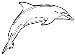 Free Dolphin Line Art, Download Free Clip Art, Free Clip Art ...