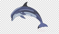 dolphin bottlenose dolphin short-beaked common dolphin ...