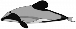 28+ Collection of Hector's Dolphin Drawing | High quality, free ...
