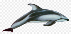 Drawn Dolphins Hector Dolphin - Pacific White Sided Dolphin ...