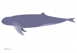 Picture irrawaddy dolphin