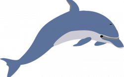 Dolphin Facts for Kids - Dolphin Facts and Information
