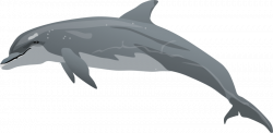 Real Dolphin Cliparts - Cliparts Zone