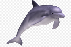 Dolphin Cartoon clipart - Dolphin, transparent clip art