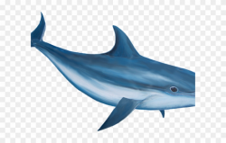 Bottlenose Dolphin Clipart Realistic - Dolphin Png ...