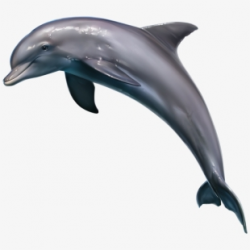 Bottlenose Dolphin Clipart - Realistic Dolphin Clip Art ...
